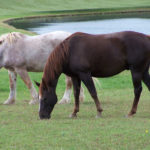 Animal1