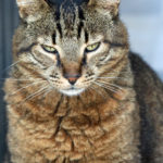 Animal11