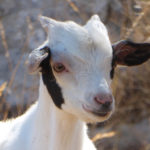 Animal13
