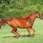 Animal15