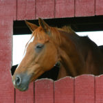 Animal16