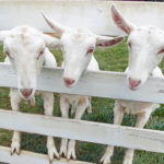 Animal2