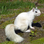 Animal27