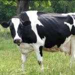 Animal9