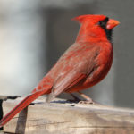 Birds10