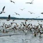 Birds14