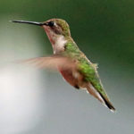 Birds17
