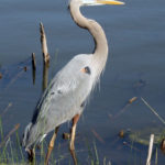 Birds21