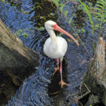 Birds24