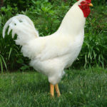 Birds25