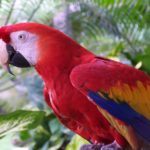 Birds3