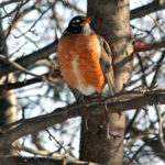 Birds33