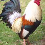 Birds34