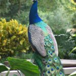 Birds4