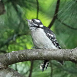 Birds41