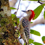 Birds42