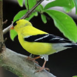 Birds43