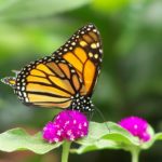 Butterflies2