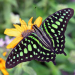 Butterflies23