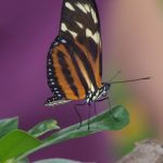 Butterflies27