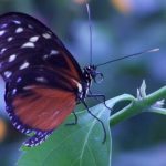 Butterflies8