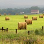 Farm-Scenes6