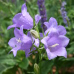 Flowers157
