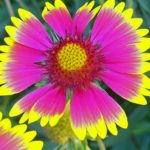 Flowers166