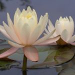 Flowers169
