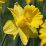 Flowers171