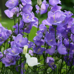 Flowers180
