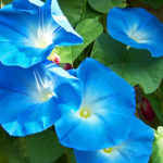Flowers181