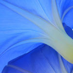 Flowers182