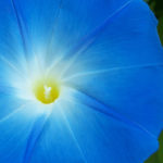 Flowers183