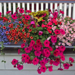 Flowers206