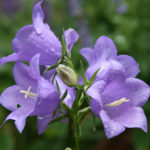 Flowers248
