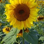 Sunflowers Note Cards