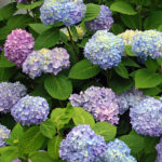 Flowers350