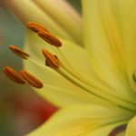 Flowers360