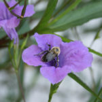 Flowers58