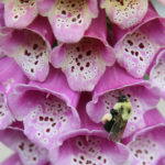 Flowers59