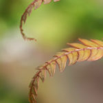 Leaves10