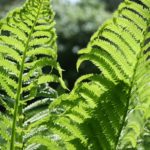 Leaves12