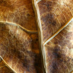 Leaves6