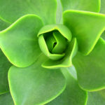 Leaves7