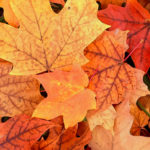 Leaves9