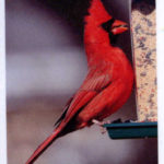Bird Note Card Series 2