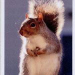 Magnet-Squirrel