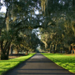 Trees10