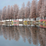 Trees12